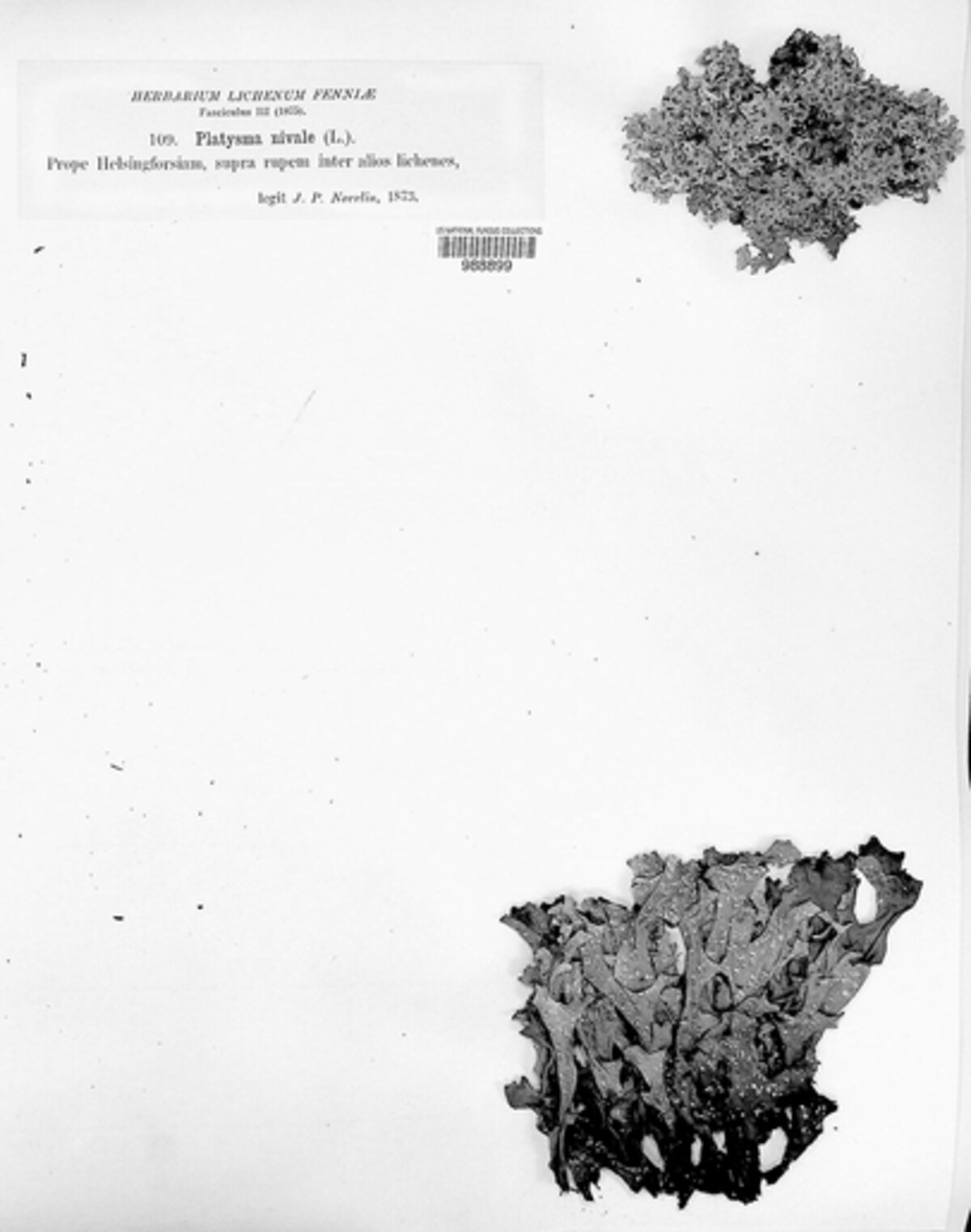 Nephromopsis nivalis image